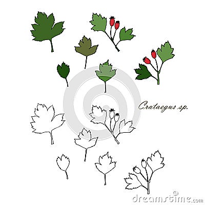 Hawthorn red fruits and green leaves colorful and monochrome version, black outline Vector Illustration